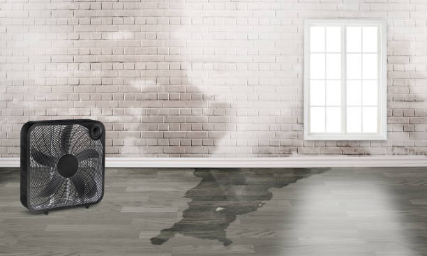 Best Professional water damage repair  in Corning, IA